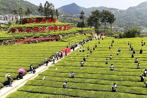 邓村茶企