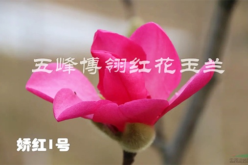 五峰博翎红花玉兰科技发展有限公司